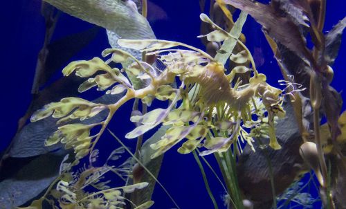 sea-horse fish sea