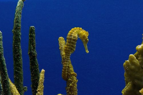 sea horse aquarium swim