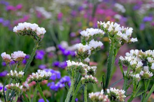 sea ​​lavender limonium flowers to drying