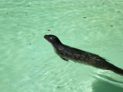 sea lion marin river