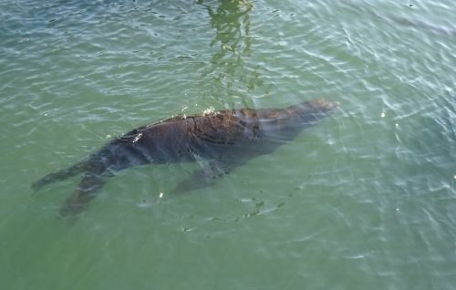 sea lion animal marine