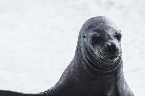 sea lion portrait animal