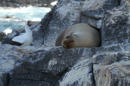 sea lion sleeping seagull