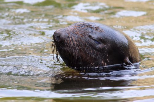 sea lion marine mammals animal world