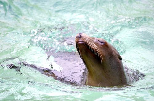 sea lion water swim