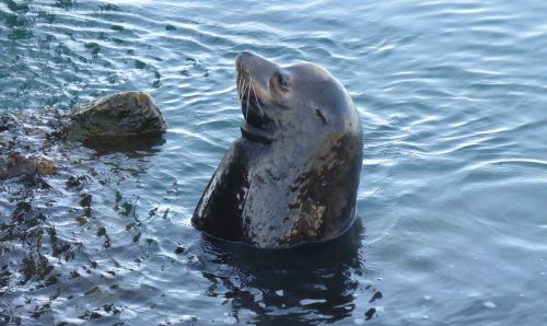 sea lion nature animals