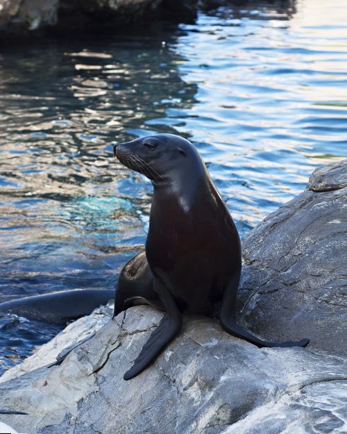 sea lion sea park