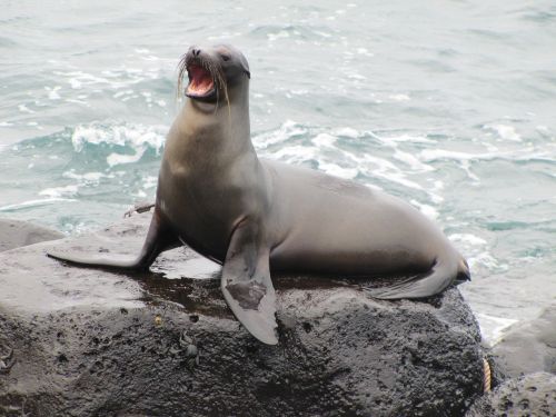 sea lion galapagos galapagos sea lion