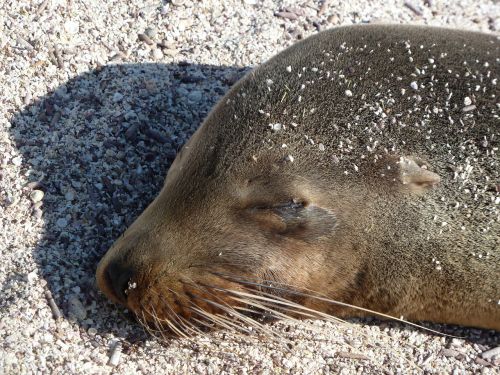 sea lion close sleeping