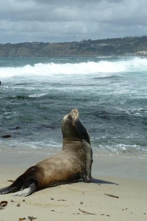 sea lion beach coast
