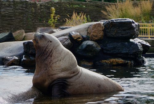 sea lion water animal