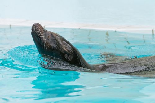 sea lion zoo palmyra