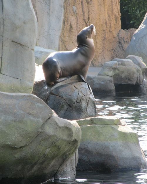 sea lion posing marine