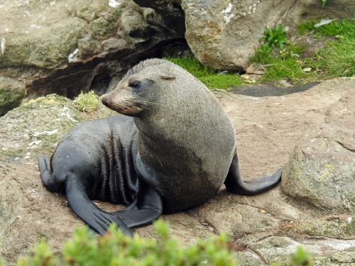 sea lion young seerobbe sea