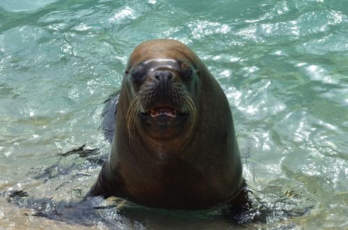 sea lion walrus marine