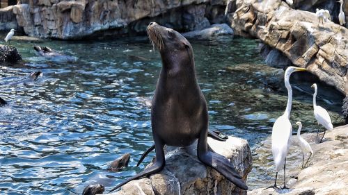 sea lion animal sea world