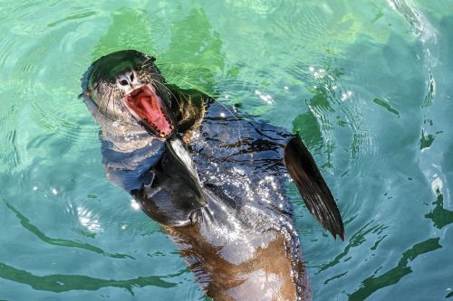sea lion yawn water