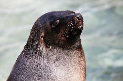 sea lion head zoo