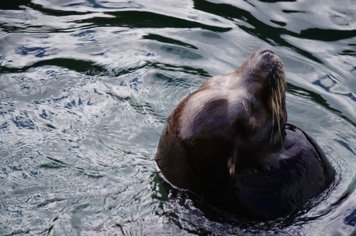 sea lion sea seal