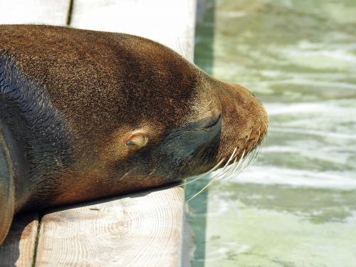 sea lion water animal