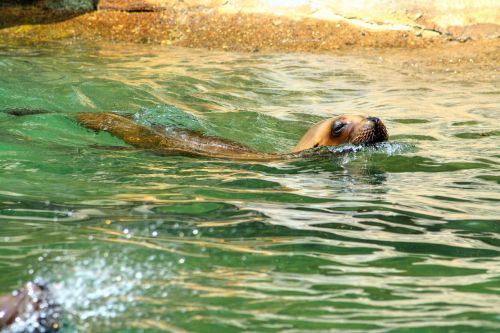 sea lion water head