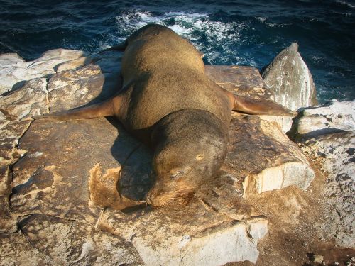 sea lion resting aquatic