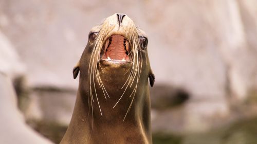 sea ​​lion animals nature