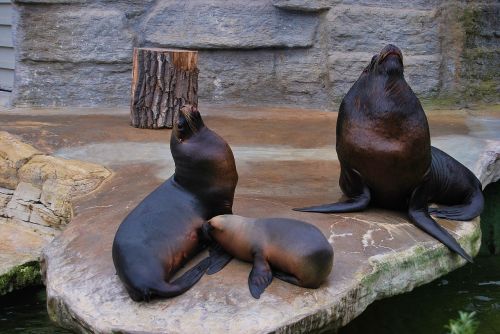 sea ​​lion travel mammals