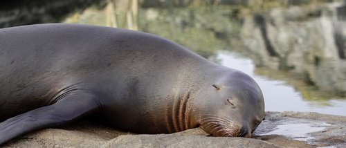 sea lion  seal pelts  robbe