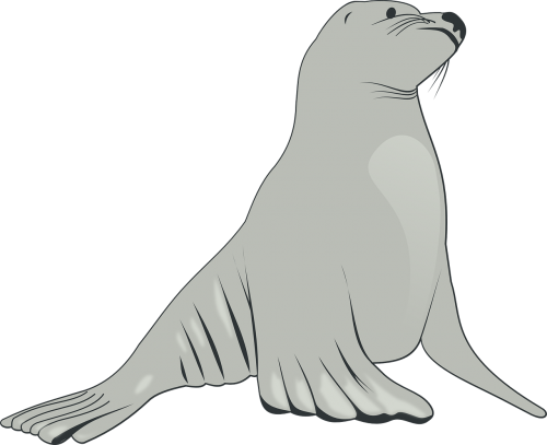 sea lion mammals sea