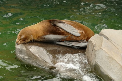 sea ​​lion  predator  mammal