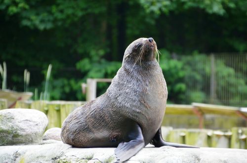 sea lion seal pelts animal