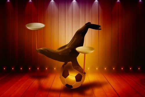 sea lion  plate  football