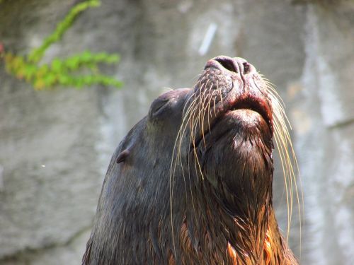 sea ​​lion beard male