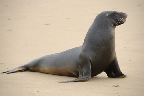 sea lion beach sand