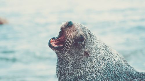 sea lion seal animal