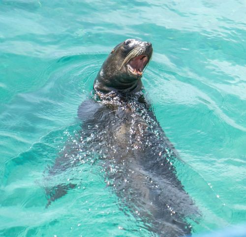 sea lion face marine