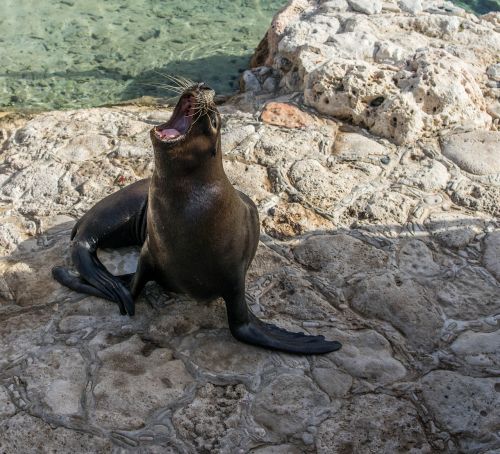 sea lion mammal nature