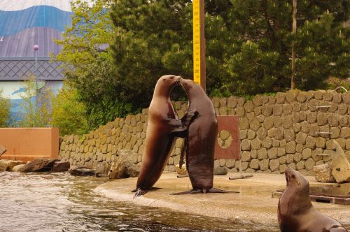 sea ​​lion friends love