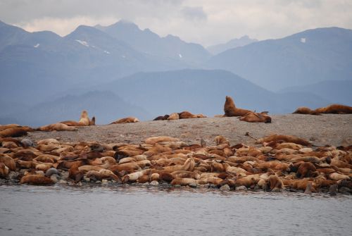 sea lions juno alaska alaska