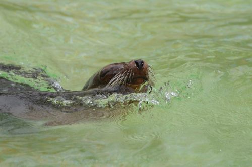 sea ​​lions swim animals