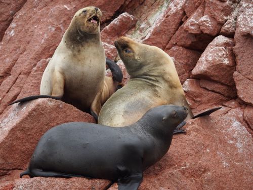 sea lions rocks coast