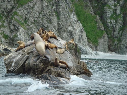 sea lions rocks coast