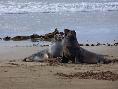 sea lions beach new zealand