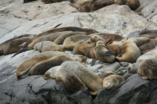 sea lions lion aquatic