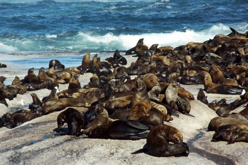 sea lions south africa shore
