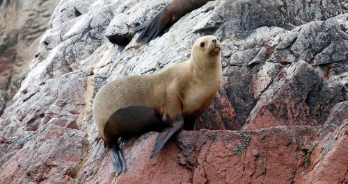 sea ​​lions ballestas islands paracas