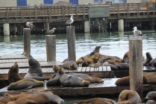 sea lions bay san francisco