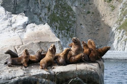 sea lions rookery harem