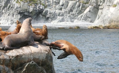 sea lions rookery harem